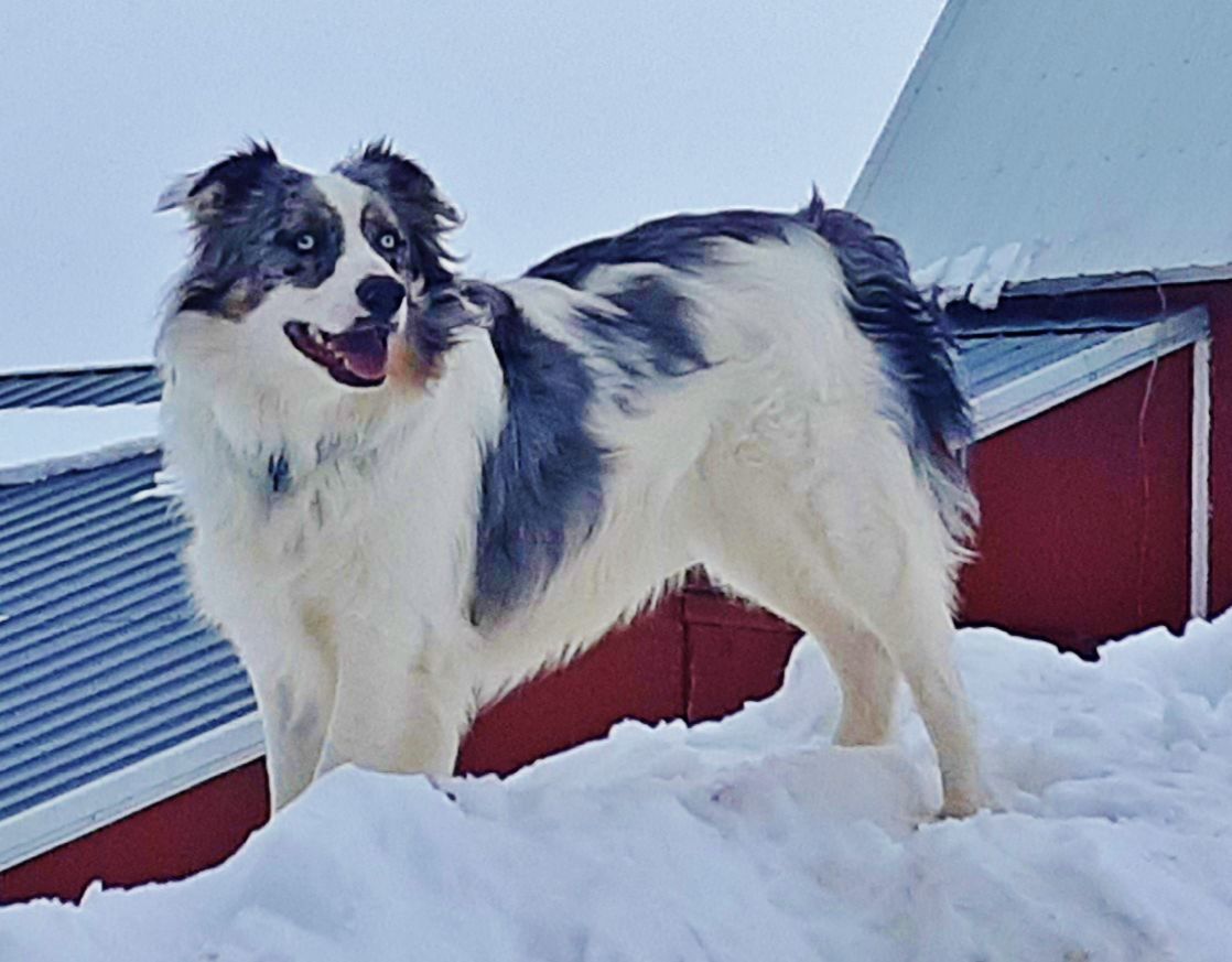 Candid Canine Corner